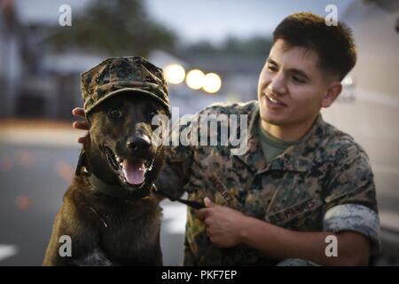 Eine militärische Gebrauchshund (MWD) mit der Provost Marshal Office (PMO), Hauptquartier Bataillon, Marine Corps Base Hawaii (MCBH) trägt die Abdeckung von Cpl. Johnatan M. Jacquez, ein MWD-Handler mit PMO, während der jährlichen Nationalen Nacht in der mokapu Mall, MCBH, Aug 7, 2018. Nationale Nacht heraus ist eine jährlich stattfindende Kampagne, die Gemeinschaft fördert die Polizei - Gemeinschaft Partnerschaften und Nachbarschaft Kameradschaft zu machen Nachbarschaften sicherer, mehr Fürsorge Orte zum Leben. Millionen von Nachbarn nehmen an nationalen Nacht heraus über Tausende von Gemeinden aus allen 50 Staaten, US-Territorien, militärische Stockfoto