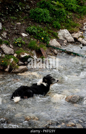 Ein Schäferhund auf den Col du Galibier Mountain Pass in Valloire, im Département Savoie (Frankreich, 14.06.2010) Stockfoto