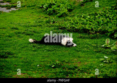 Ein Schäferhund auf den Col du Galibier Mountain Pass in Valloire, im Département Savoie (Frankreich, 14.06.2010) Stockfoto