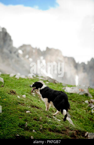 Eine Herde Schafe auf den Col du Galibier Mountain Pass in Valloire, im Département Savoie (Frankreich, 14.06.2010) Stockfoto