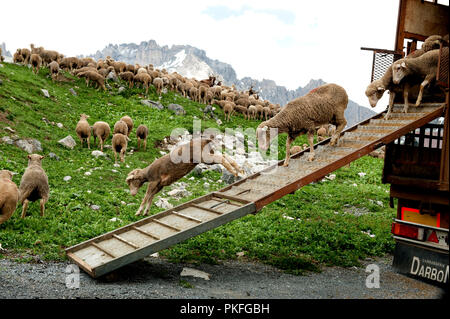 Eine Herde Schafe auf den Col du Galibier Mountain Pass in Valloire, im Département Savoie (Frankreich, 14.06.2010) Stockfoto