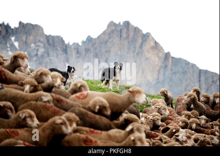 Eine Herde Schafe auf den Col du Galibier Mountain Pass in Valloire, im Département Savoie (Frankreich, 14.06.2010) Stockfoto