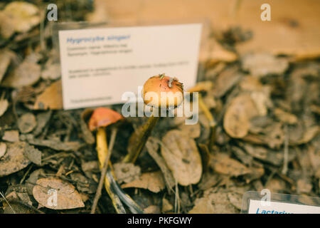 Pilz Pilze Wissenschaft Kunst Gemälde Wissenschaftliche Namen Stockfoto