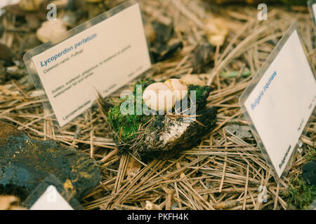 Pilz Pilze Wissenschaft Kunst Gemälde Wissenschaftliche Namen Stockfoto