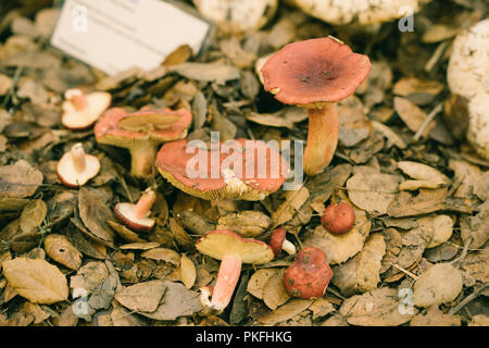 Pilz Pilze Wissenschaft Kunst Gemälde Wissenschaftliche Namen Stockfoto