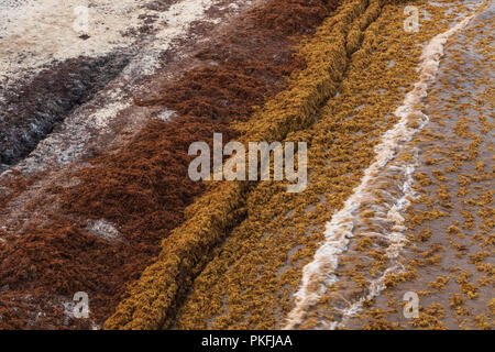 Sargassum Algen bedeckt die beliebte Ferienhäuser Strand von Playa Del Carmen in Mexiko, 21. August 2018 Stockfoto