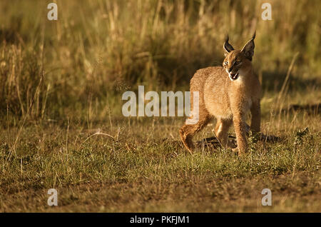 Caracal auf der Suche nach Beute Masai Mara Kenia Ostafrika Stockfoto