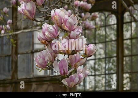 Magnolie Baum Blüte im Frühling Stockfoto