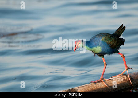 Lila haben (Porphyrio porphyrio poliocephalus) - Tale Noi - Thailand sultane - Talève Poule Sultane Stockfoto