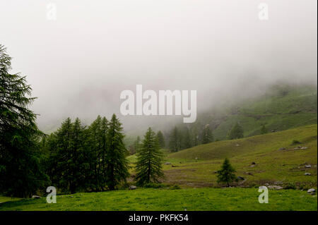 Die Natur rund um die Colle delle Finestre Mountain Pass in Usseaux, in der Region Piemont (Italien, 16/06/2010) Stockfoto