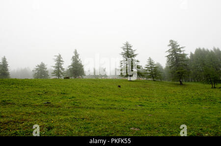 Die Natur rund um die Colle delle Finestre Mountain Pass in Usseaux, in der Region Piemont (Italien, 16/06/2010) Stockfoto