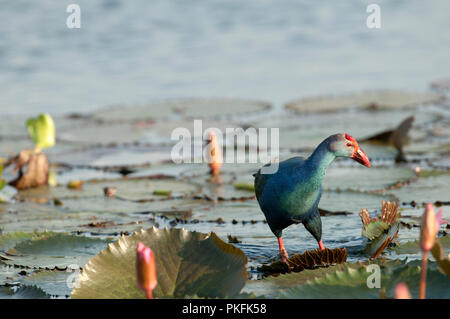 Lila haben (Porphyrio porphyrio poliocephalus) - Tale Noi - Thailand sultane - Talève Poule Sultane Stockfoto