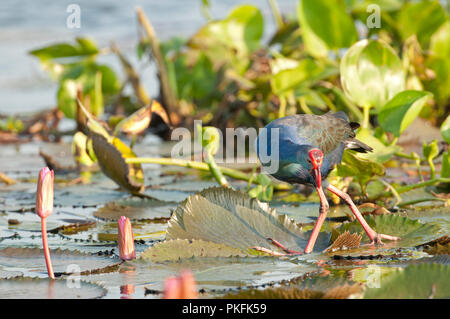 Lila haben (Porphyrio porphyrio poliocephalus) - Tale Noi - Thailand sultane - Talève Poule Sultane Stockfoto