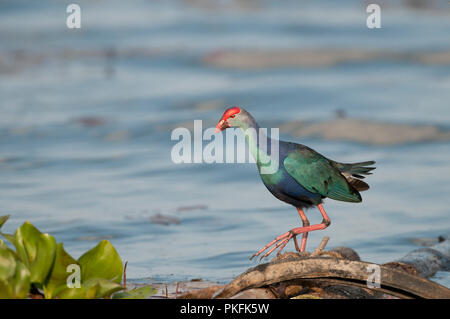 Lila haben (Porphyrio porphyrio poliocephalus) - Tale Noi - Thailand sultane - Talève Poule Sultane Stockfoto