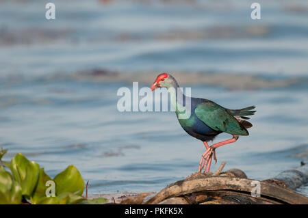 Lila haben (Porphyrio porphyrio poliocephalus) - Tale Noi - Thailand sultane - Talève Poule Sultane Stockfoto