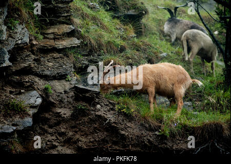 Eine Herde von wilden Ziegen entlang des Colle delle Finestre Mountain Pass in Usseaux, in der Region Piemont (Italien, 16/06/2010) Stockfoto