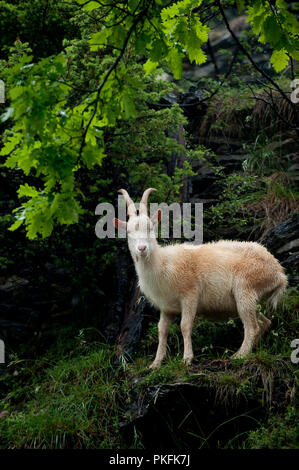 Eine Herde von wilden Ziegen entlang des Colle delle Finestre Mountain Pass in Usseaux, in der Region Piemont (Italien, 16/06/2010) Stockfoto