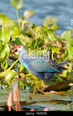 Lila haben (Porphyrio porphyrio poliocephalus) - Tale Noi - Thailand sultane - Talève Poule Sultane Stockfoto