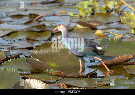 Lila haben (Porphyrio porphyrio poliocephalus) - Tale Noi - Thailand sultane - Talève Poule Sultane Stockfoto