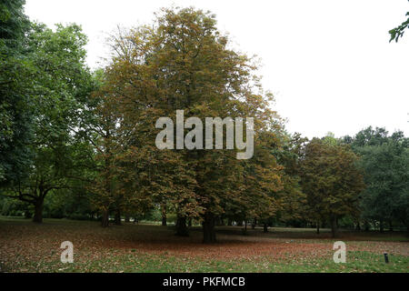 Finsbury Park im Norden von London im Herbst fallenden Blätter. Mit: Atmosphäre, Wo: London, Großbritannien Wann: 13 Aug 2018 Quelle: Dinendra Haria/WANN Stockfoto