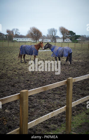 Zwei braune Pferde stehend in ein schlammiges Feld Neben einem Holzzaun tragen Mäntel an einem kalten Wintertag. Stockfoto