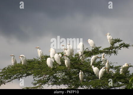 Reiher barsch auf einem Baum am See Nyabihoko im Westen Ugandas. Stockfoto