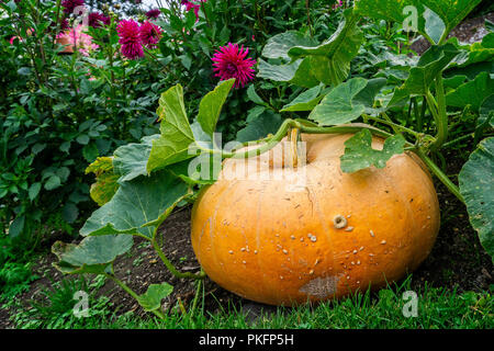 Großen gelben Kürbis im Garten wachsenden für Halloween Stockfoto