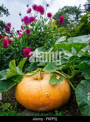 Großen gelben Kürbis im Garten wachsenden für Halloween Stockfoto