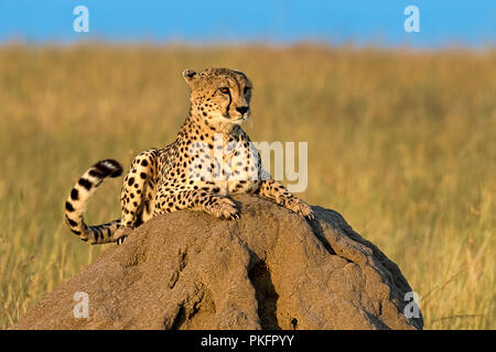 Gepard (Acinonyx jubatus) liegt auf einem Felsen in der Morgensonne, Masai Mara, Kenia Stockfoto