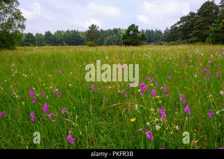 Blumenwiese mit Marsh Gladiolen (Gladiolus palustris), Königsbrunner Heide, Augsburg, Schwaben, Bayern, Deutschland Stockfoto