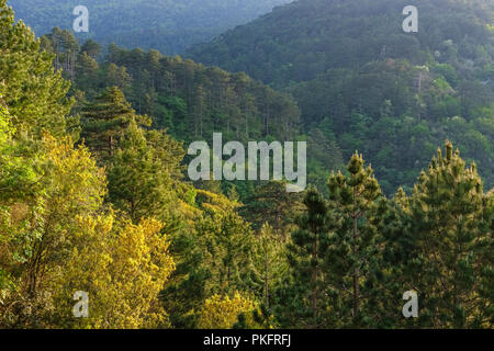 Wald am Llogara Pass, Llogara National Park, Ceraunian Berge, Orikum, Vlorë, Albanien Stockfoto