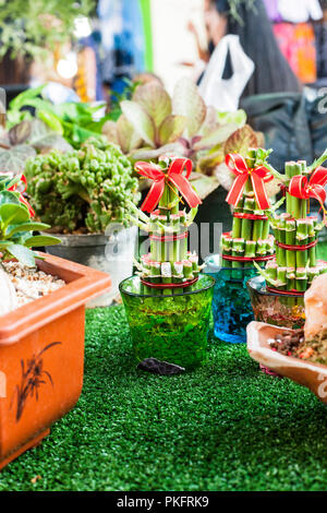 Grüner Bambus Pflanzen in Glas Vase in den Blumenmarkt. Stockfoto