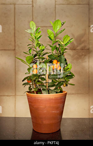Dekorative Mandarine Baum im Topf - Mandarine (Citrus reticulata), auch bekannt als das Mandarin oder Mandarine, kleine Zitrusfrüchte, Tangerine in Cla Stockfoto