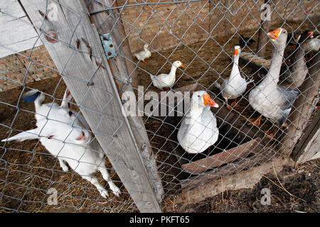 Captive Ziegen und Gänse im Coop hinter dem Zaun. Nahaufnahme der eingesperrten Tiere. Stockfoto