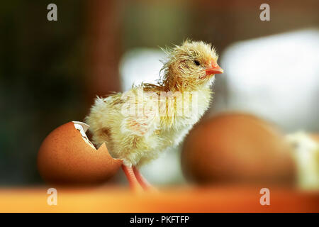 Huhn (Gallus gallus domesticus), Küken schlüpfen im Inkubator, Deutschland Stockfoto