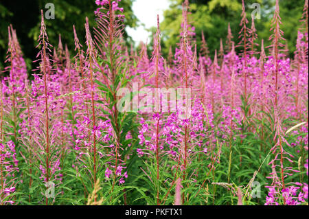 Blühende Blumen von Willow-Kraut Ivan Tee, Weidenröschen, epilobium Blume in einem Feld Stockfoto