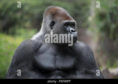 Silverback, Westlicher Flachlandgorilla (Gorilla gorilla Gorilla), Tier Portrait, männlich, Captive, Loro Parque, Teneriffa, Spanien Stockfoto