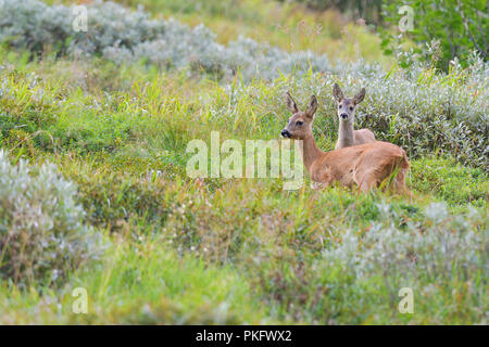 Europäische Reh (Capreolus capreolus), Reh mit Kitz, Tirol, Österreich Stockfoto