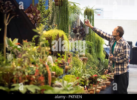 Die Vorbereitungen auf die Inszenierung Tag vor dem Herbst Harrogate Flower Show in Yorkshire. Stockfoto