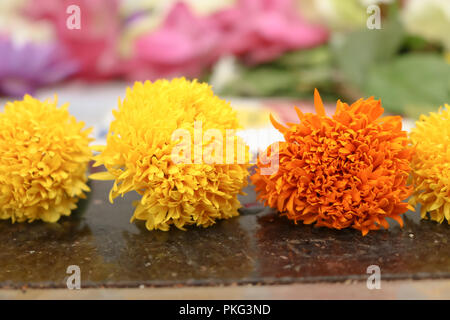 Tagetes Tagetes Blumen Stockfoto