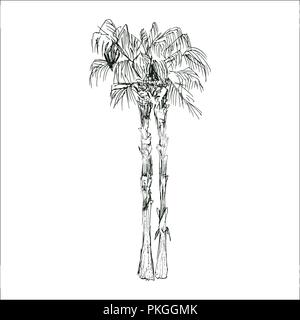 Mit Blättern isoliert skizziert Kokosnuss oder queen Palm Tree. Strand und Regenwald, Wüste coco Flora. Laub von subtropischen Farn. Grüne Palmae oder Dschungel arecaceae. Botanik, Thema Umwelt Stock Vektor