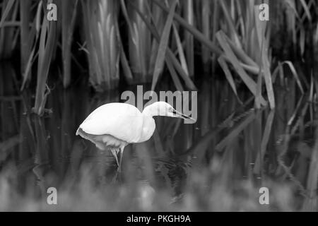 Monochromer Silberreiher (Egretta garzetta), der isoliert im Schilfbettwasser Großbritanniens watet, Kopf nach unten jagt, Beute jagt. Wildtiere in Worcestershire. Stockfoto