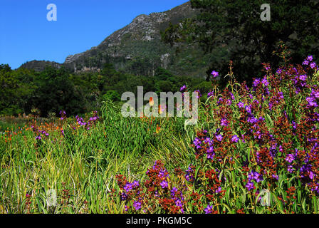 Einen schönen Blick auf die bunten Blumen und hohen Klippen, die die wunderbare Kirstenbosch National Botanical Garden in Kapstadt, Südafrika Stockfoto