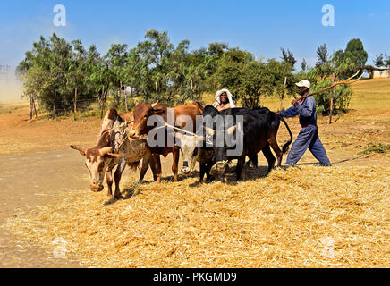 Traditionelle Dreschen von Teff (Eragrostis tef) durch die Zebu-rinder Spaziergang im Kreise auf das Korn, Hawzien Plateau, Tigray, Äthiopien Stockfoto