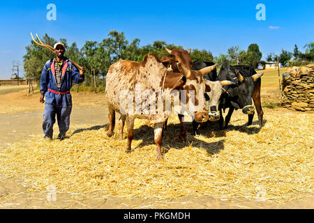 Traditionelle Dreschen von Teff (Eragrostis tef) durch die Zebu-rinder Spaziergang im Kreise auf das Korn, Hawzien Plateau, Tigray, Äthiopien Stockfoto