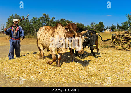 Traditionelle Dreschen von Teff (Eragrostis tef) durch die Zebu-rinder Spaziergang im Kreise auf das Korn, Hawzien Plateau, Tigray, Äthiopien Stockfoto