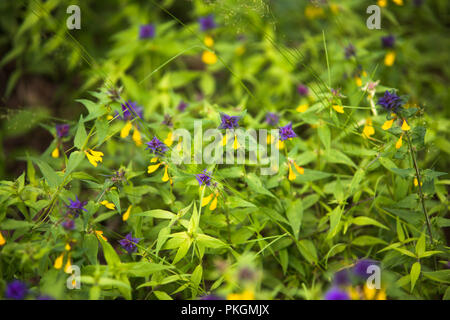 Wilde Feld der Blumen im Sommer Park Stockfoto