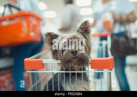 Süße kleine Welpen Hund in einem Warenkorb sitzen auf unscharfen Shop mall Hintergrund mit Menschen. selektive Fokus Makroaufnahme mit flachen DOF Stockfoto