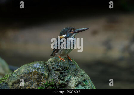 Blau - Gebänderte Eisvogel (Alcedo euryzona) steht auf Rock Stockfoto