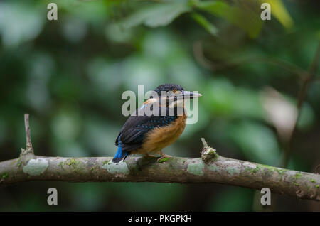 Blau - Gebänderte Eisvogel (Alcedo euryzona) auf Zweig in der Natur Stockfoto